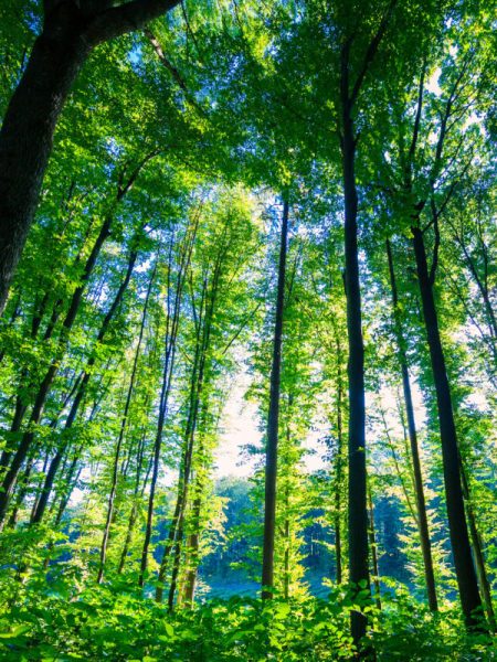 beautiful-green-forest-2026-03-26-05-18-16-utc